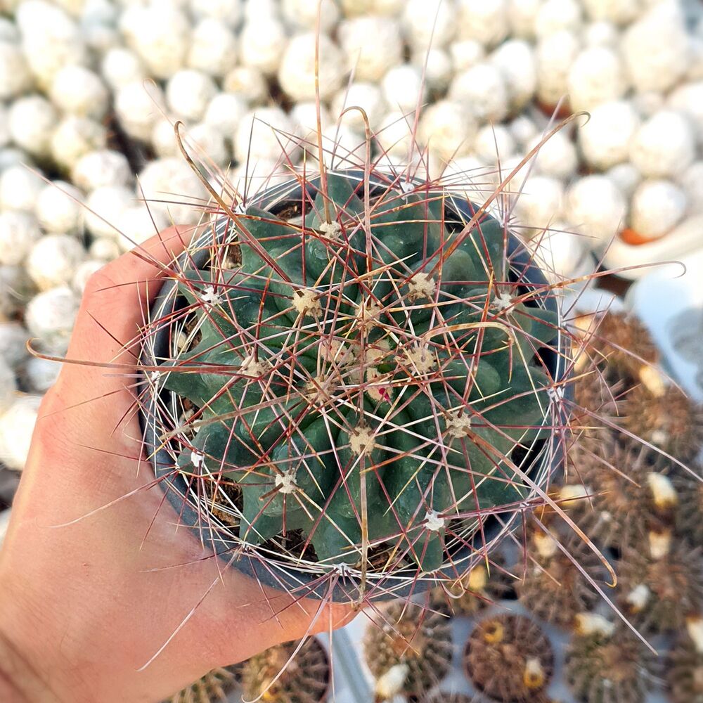 FEROCACTUS HAMATACANTHUS, image 