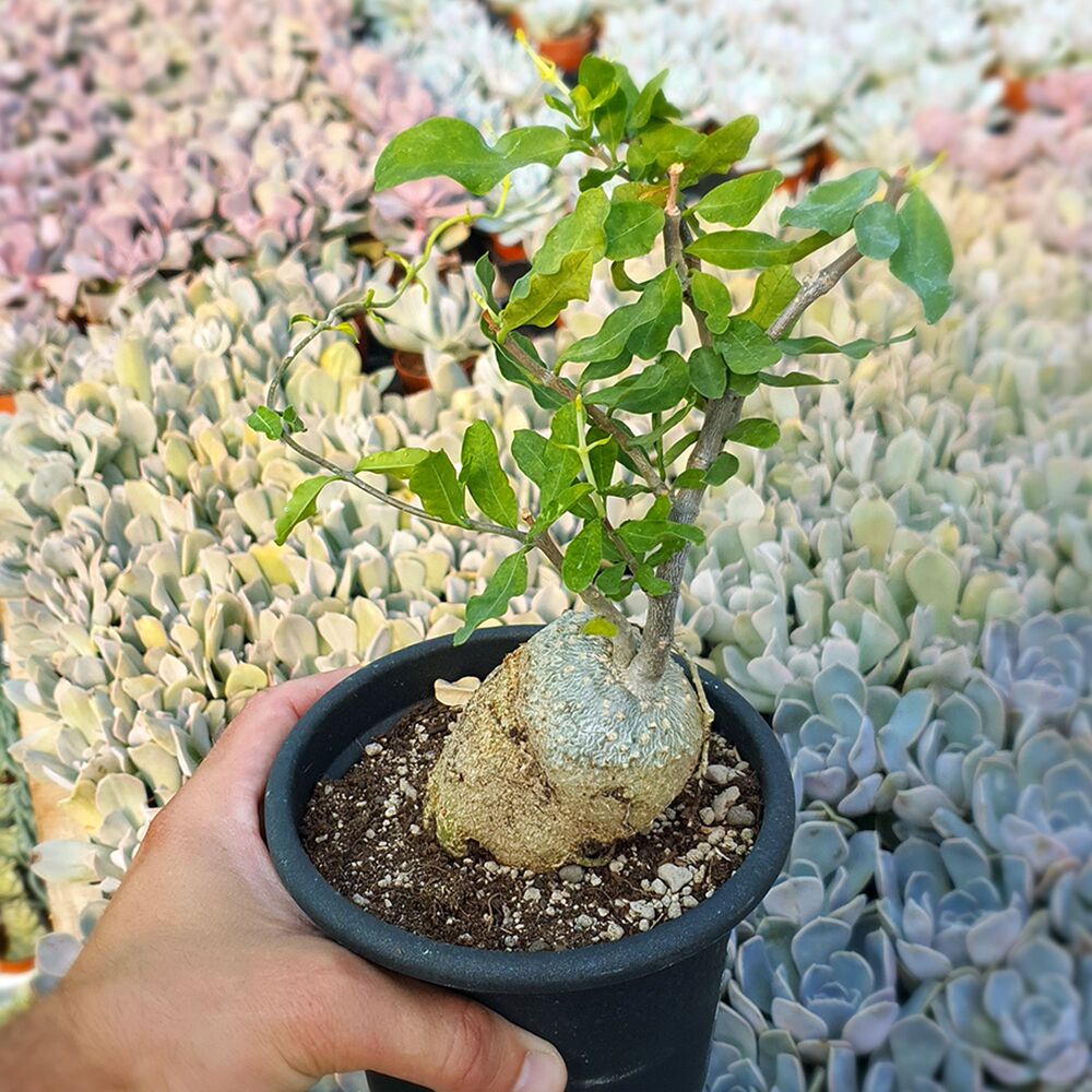 FOCKEA EDULIS, image 