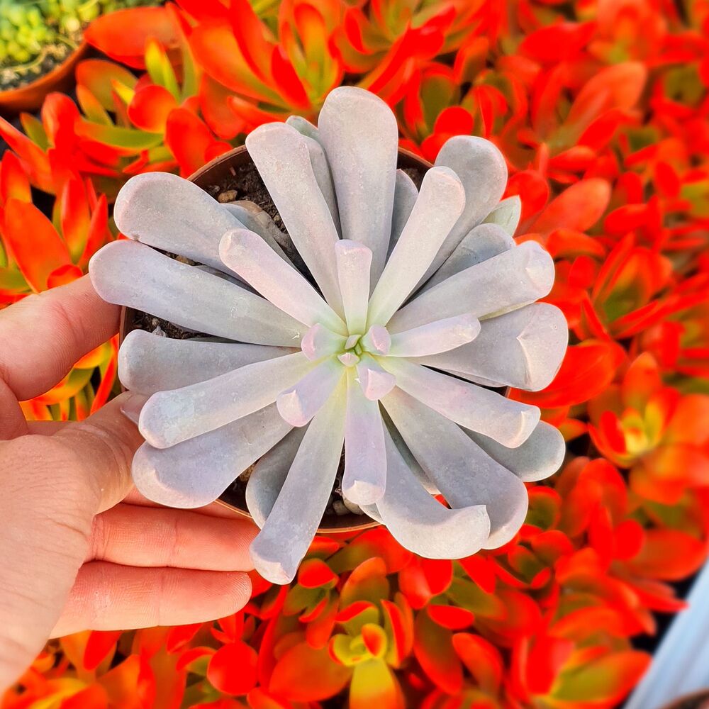 GRAPTOVERIA TOPSY DEBBIE, image 