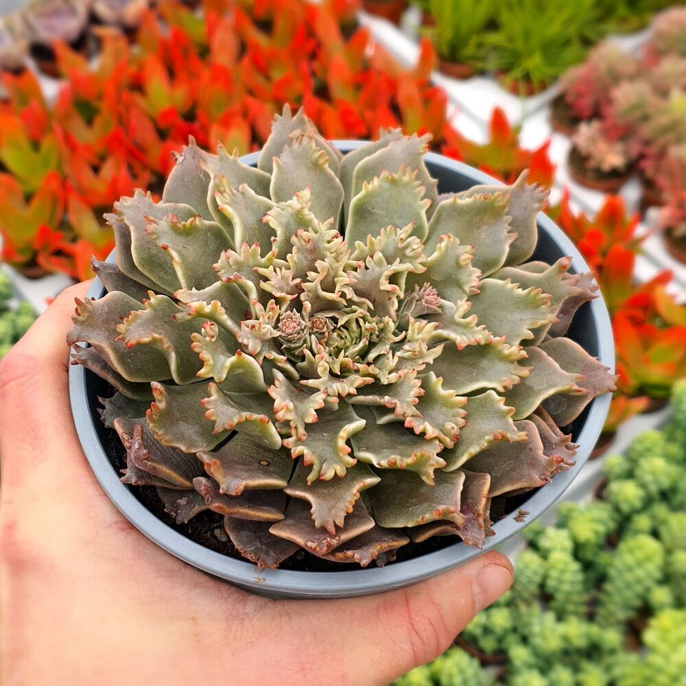 GRAPTOVERIA STARFIRE, image 
