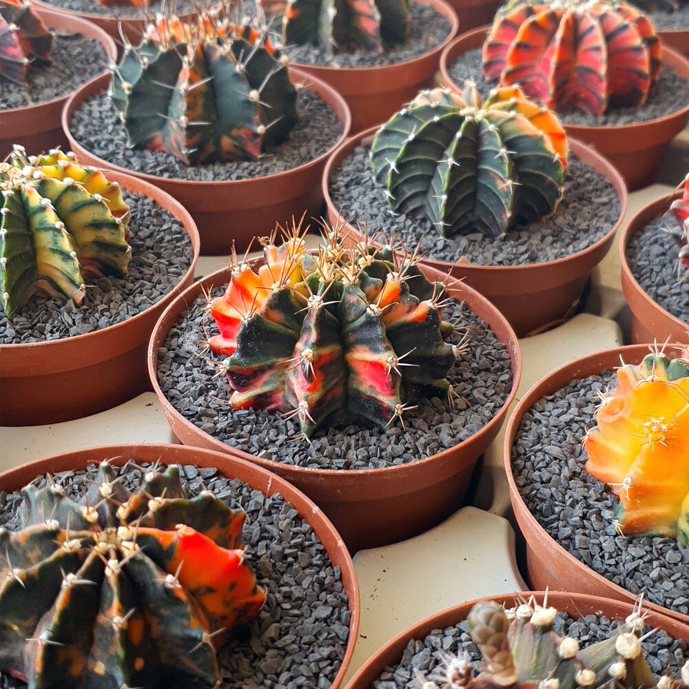 GYMNOCALYCIUM FRIEDRICHII VARIEGATA, image _ab__is.image_number.default
