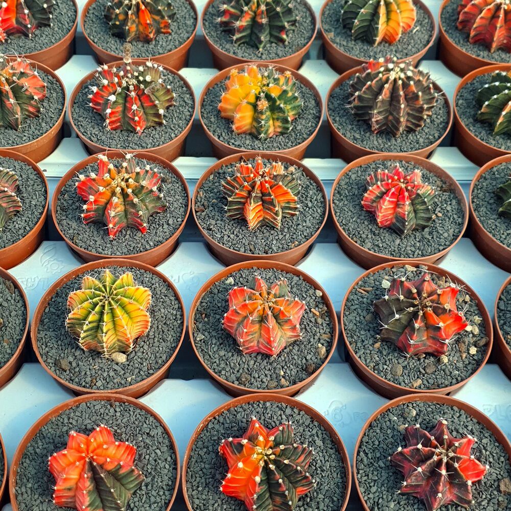 GYMNOCALYCIUM FRIEDRICHII VARIEGATA, image _ab__is.image_number.default