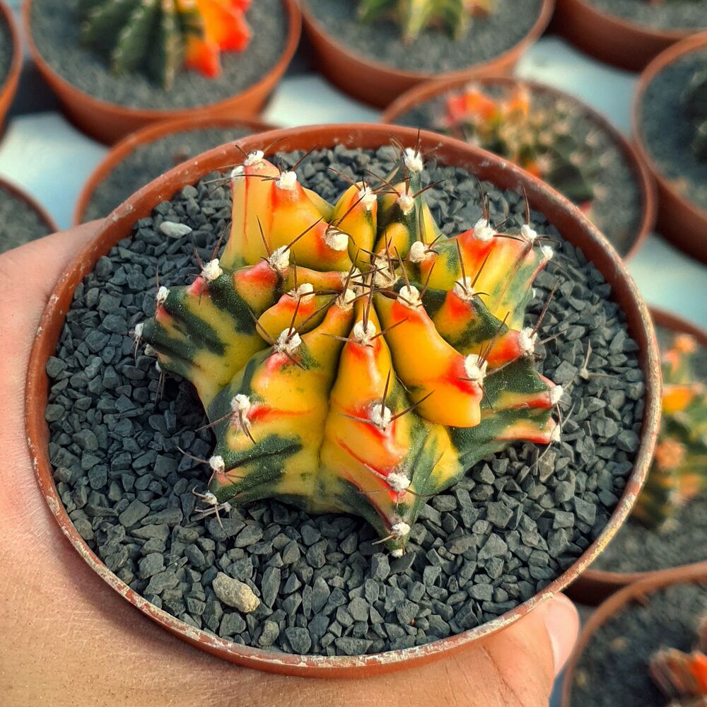 GYMNOCALYCIUM FRIEDRICHII VARIEGATA, image _ab__is.image_number.default