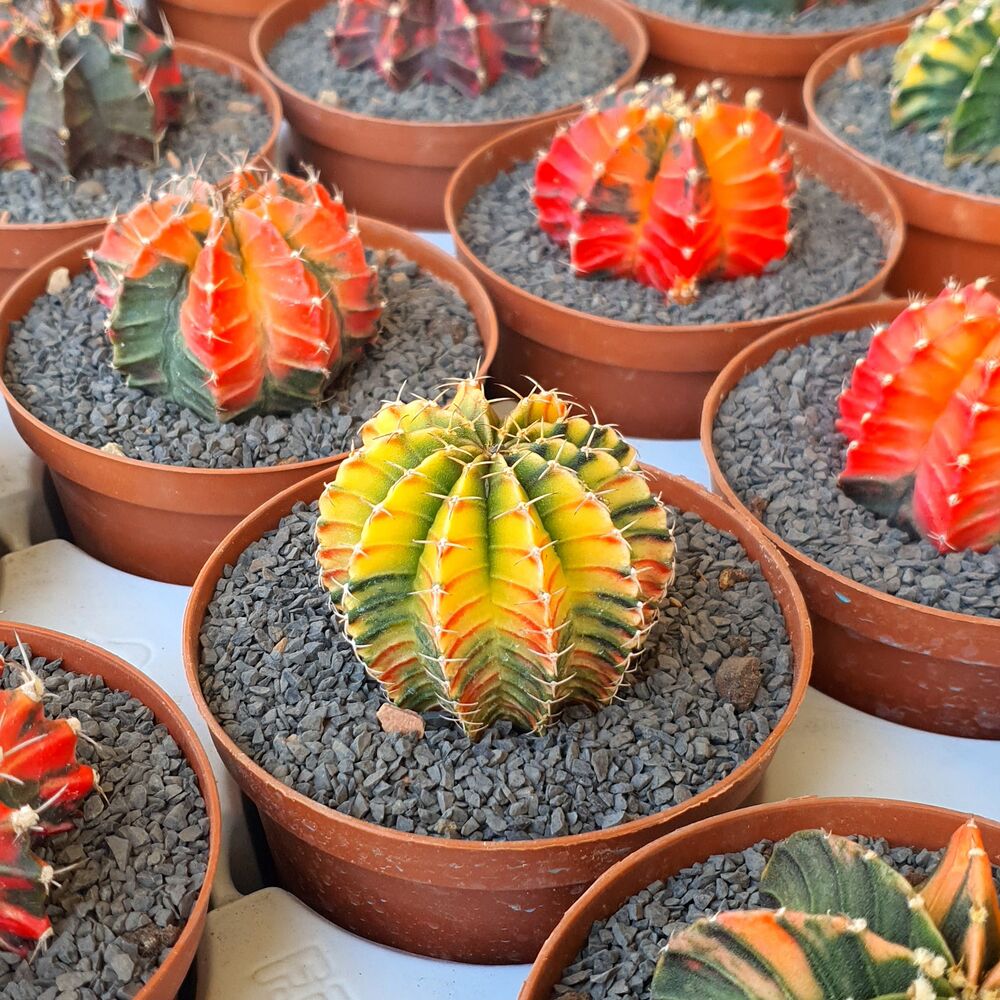 GYMNOCALYCIUM FRIEDRICHII VARIEGATA, image _ab__is.image_number.default