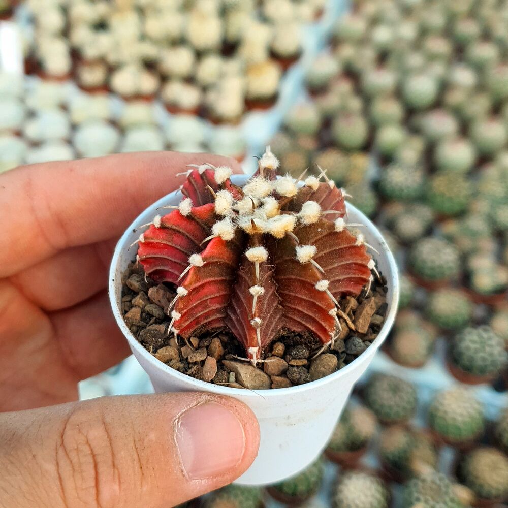 GYMNOCALYCIUM FRIEDRICHII VARIEGATA, image _ab__is.image_number.default