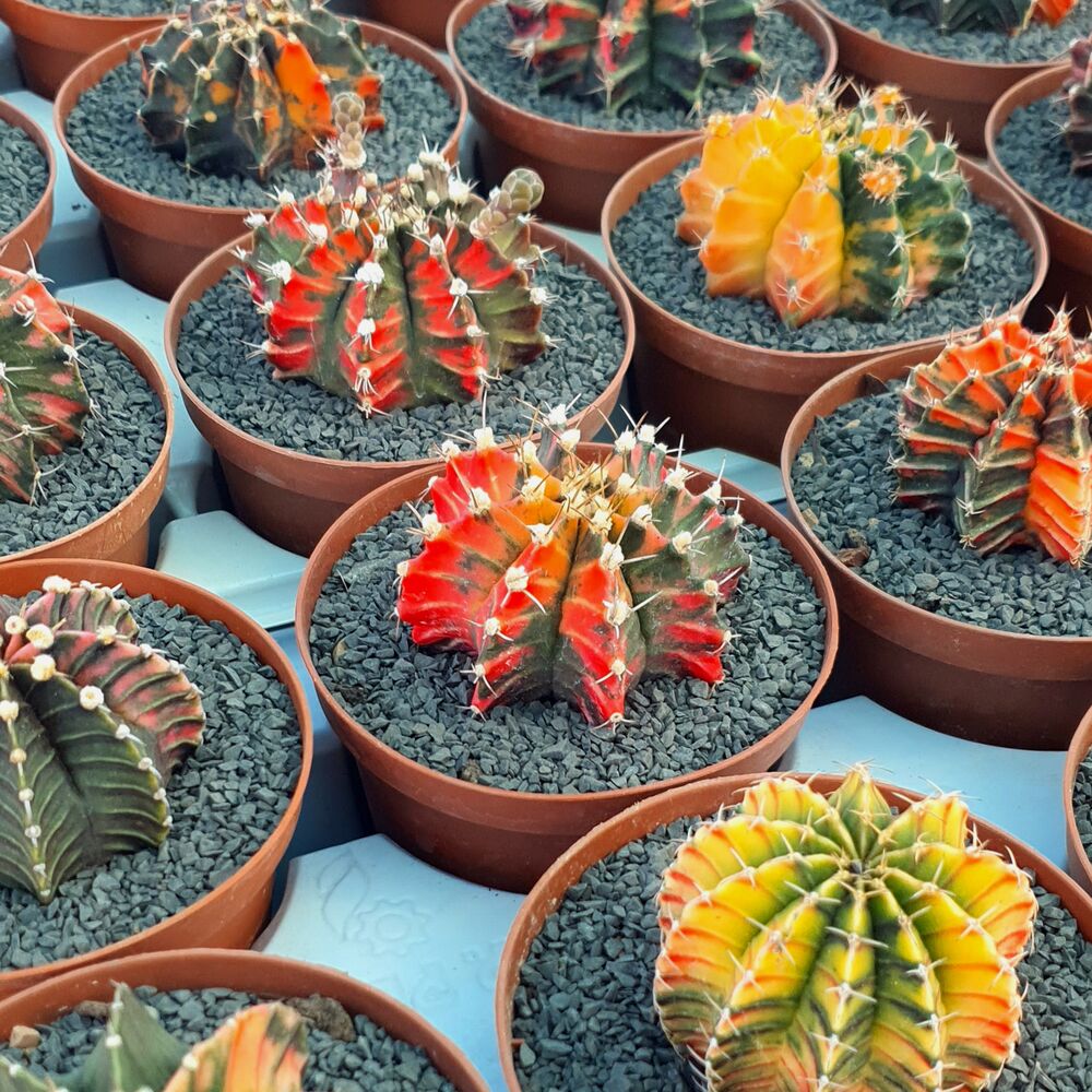 GYMNOCALYCIUM FRIEDRICHII VARIEGATA, image _ab__is.image_number.default