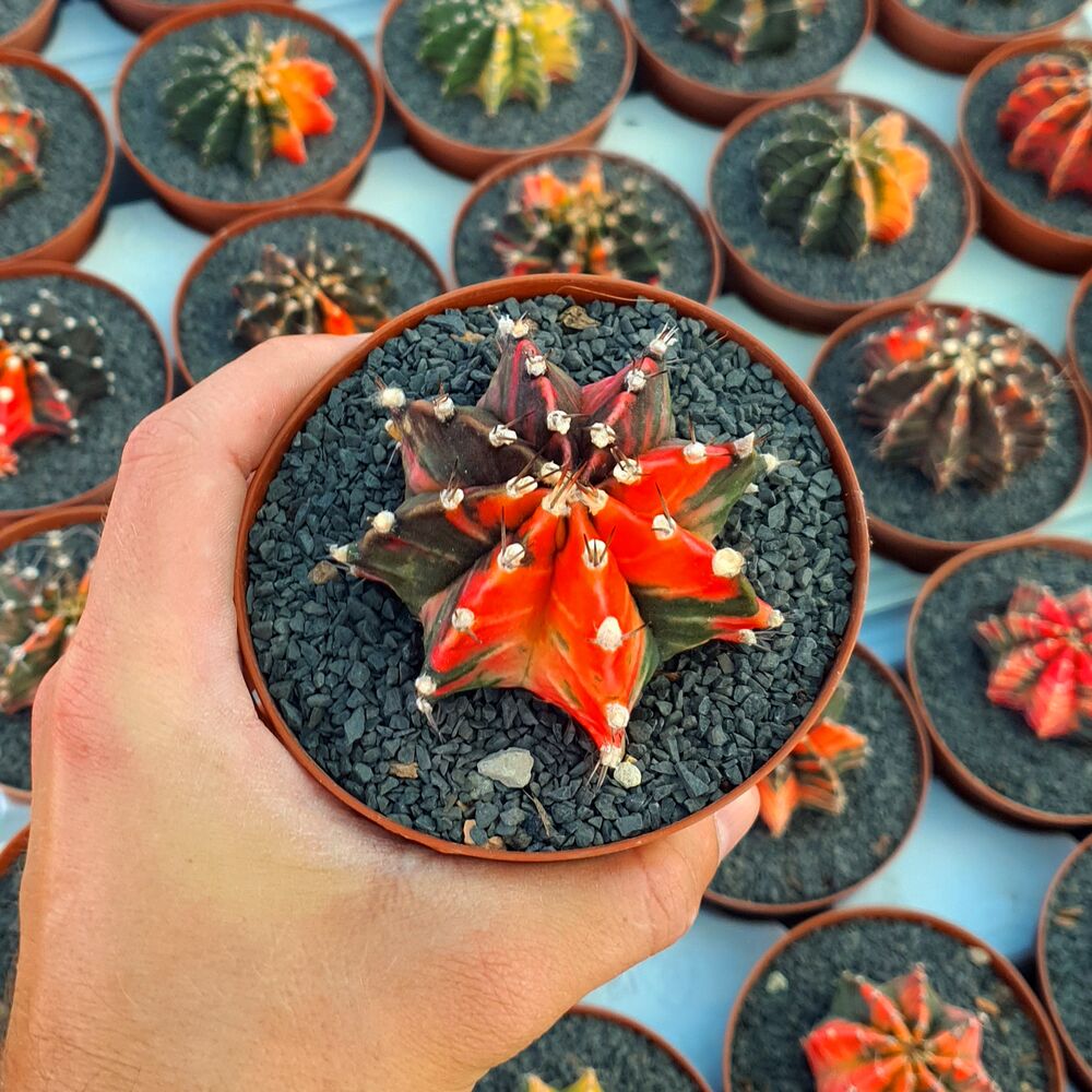 GYMNOCALYCIUM FRIEDRICHII VARIEGATA, image _ab__is.image_number.default