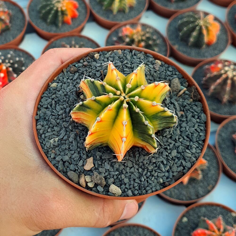GYMNOCALYCIUM FRIEDRICHII VARIEGATA, image _ab__is.image_number.default