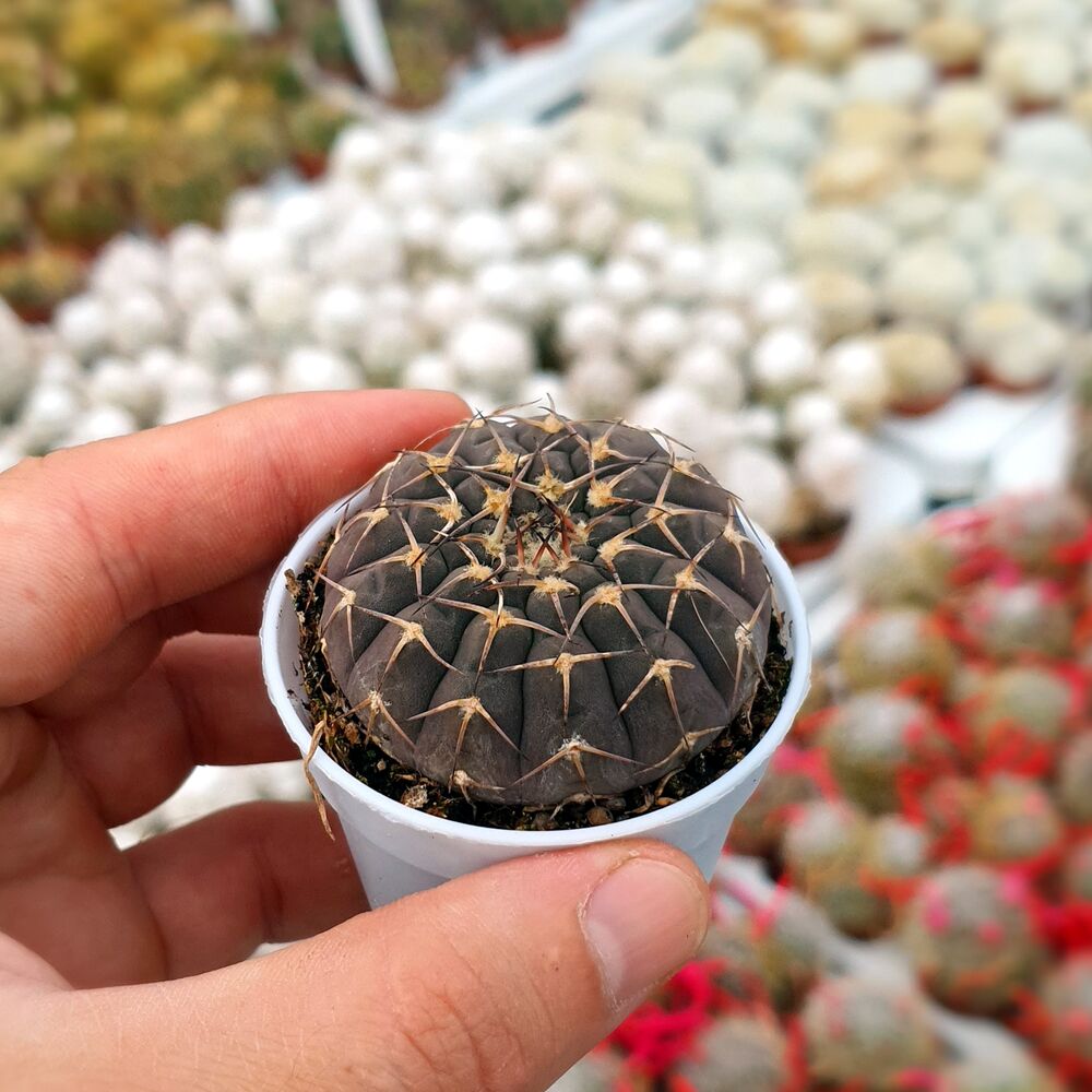 GYMNOCALYCIUM STELLATUM, image 