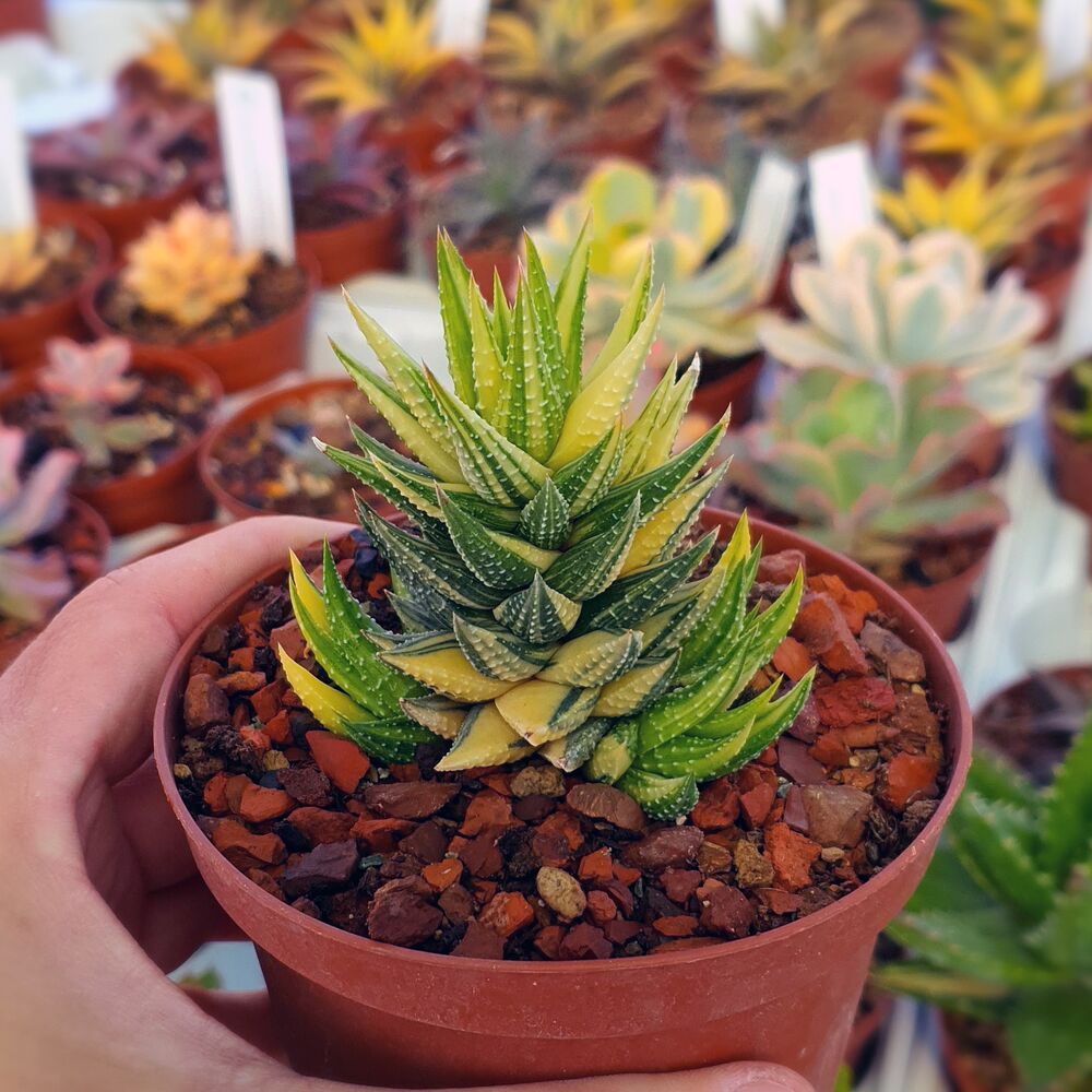 HAWORTHIA REINWARDTII VARIEGATA, image , 2 image