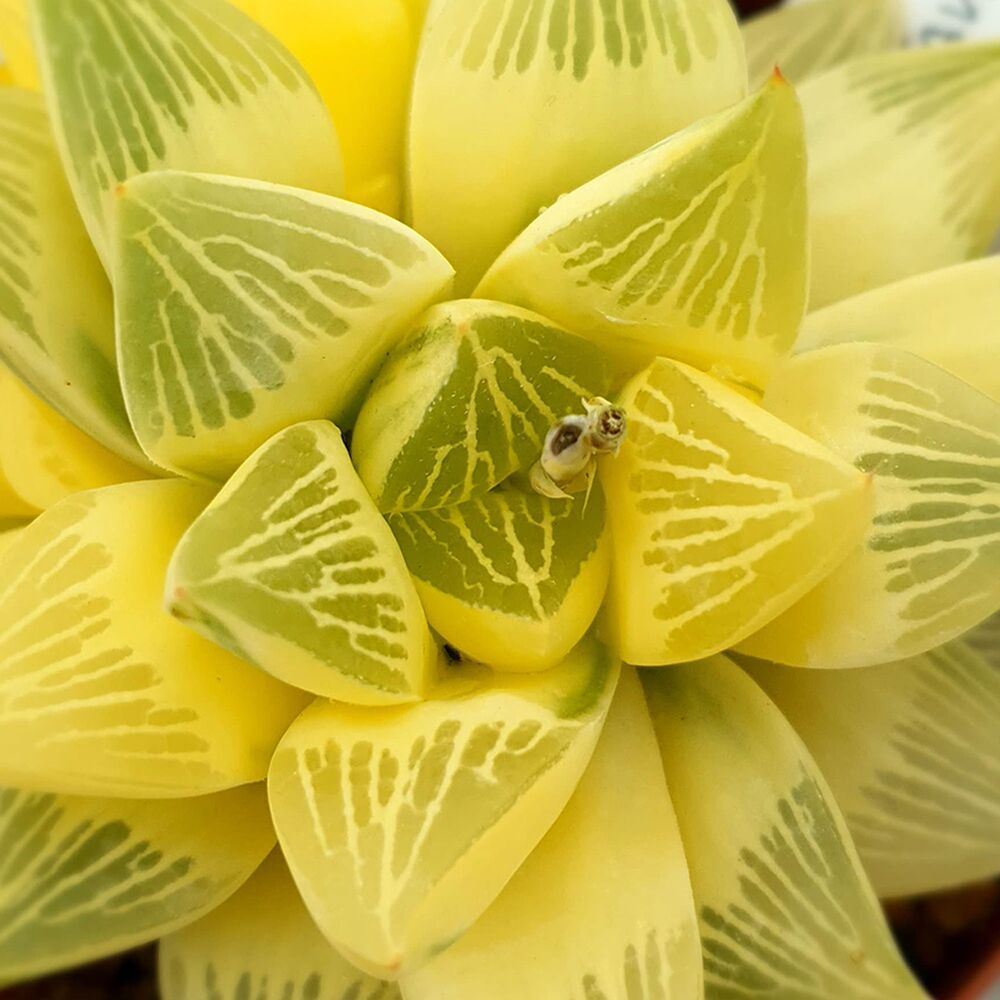 HAWORTHIA RETUSA AUREA VARIEGATA, image _ab__is.image_number.default