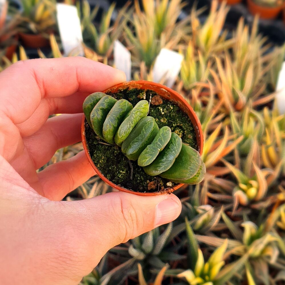 HAWORTHIA TRUNCATA CV. LIME GREEN, image , 2 image