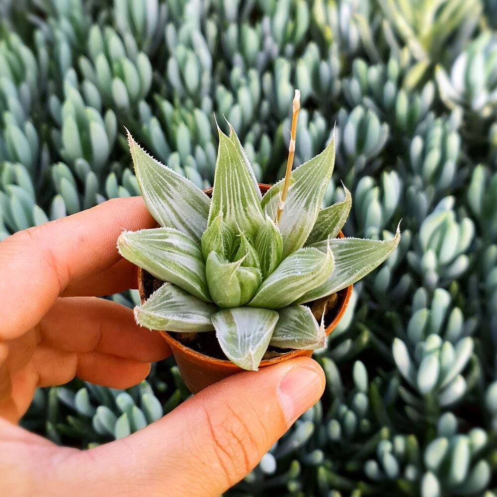 HAWORTHIA TURGIDA GREY GHOST, image 
