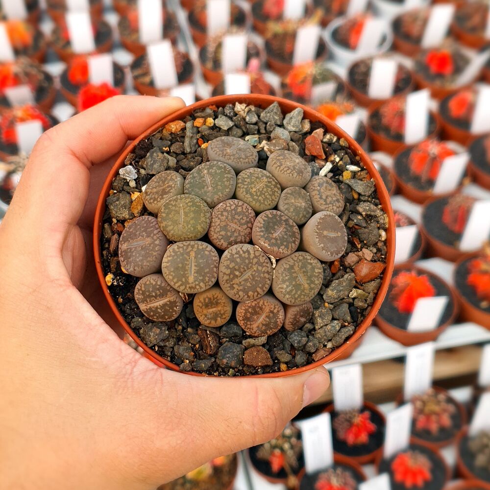 LITHOPS AUCAMPIAE C046, image 