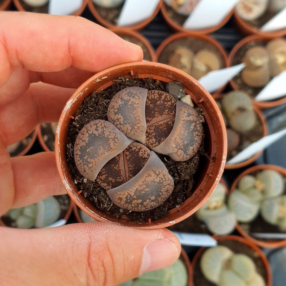LITHOPS AUCAMPIAE FIRE BRAND, image 