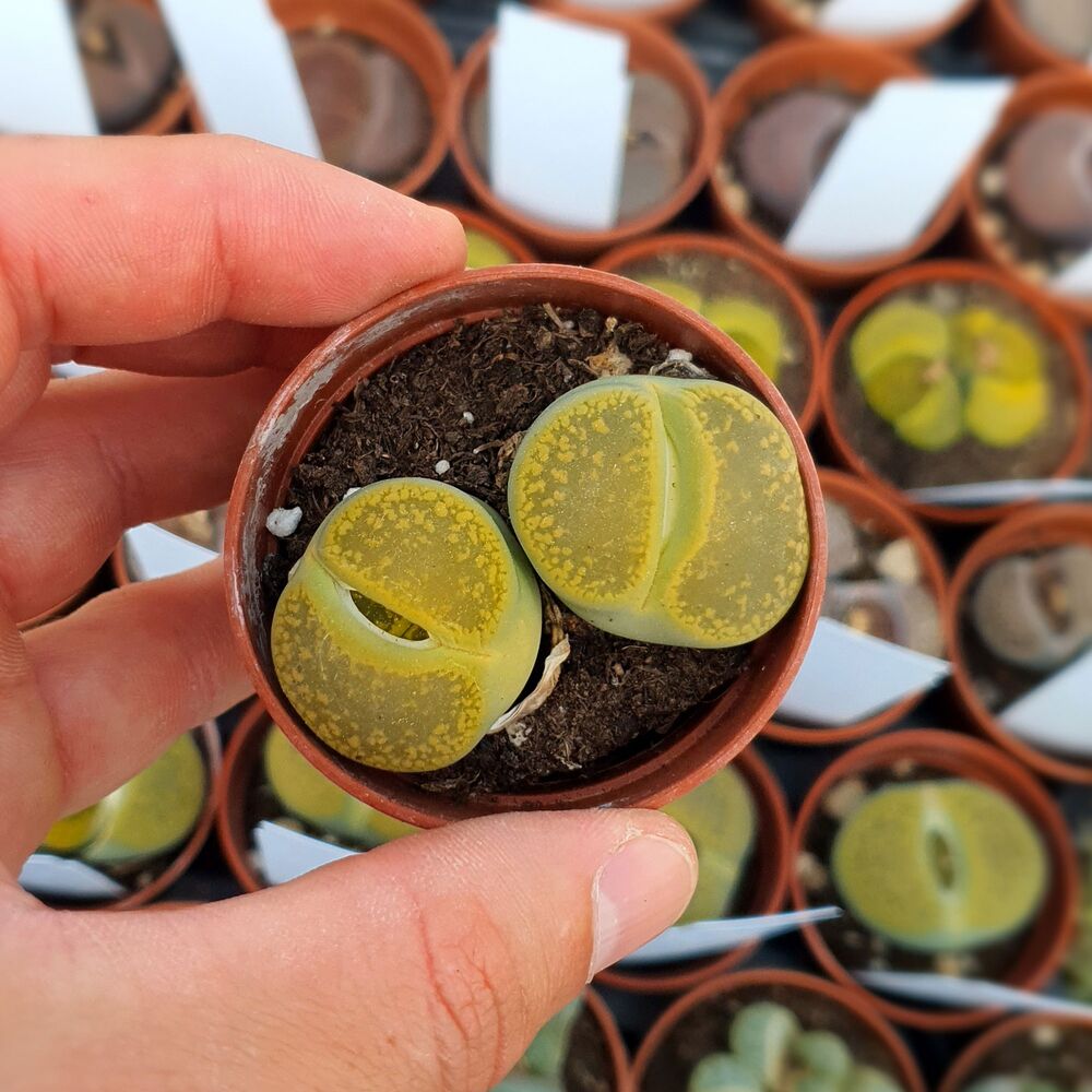 LITHOPS AUCAMPIAE CV. JACKSON'S JADE C395, image 