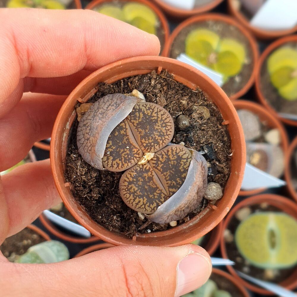 LITHOPS AUCAMPIAE STORM'S SNOWCAP C392, image 