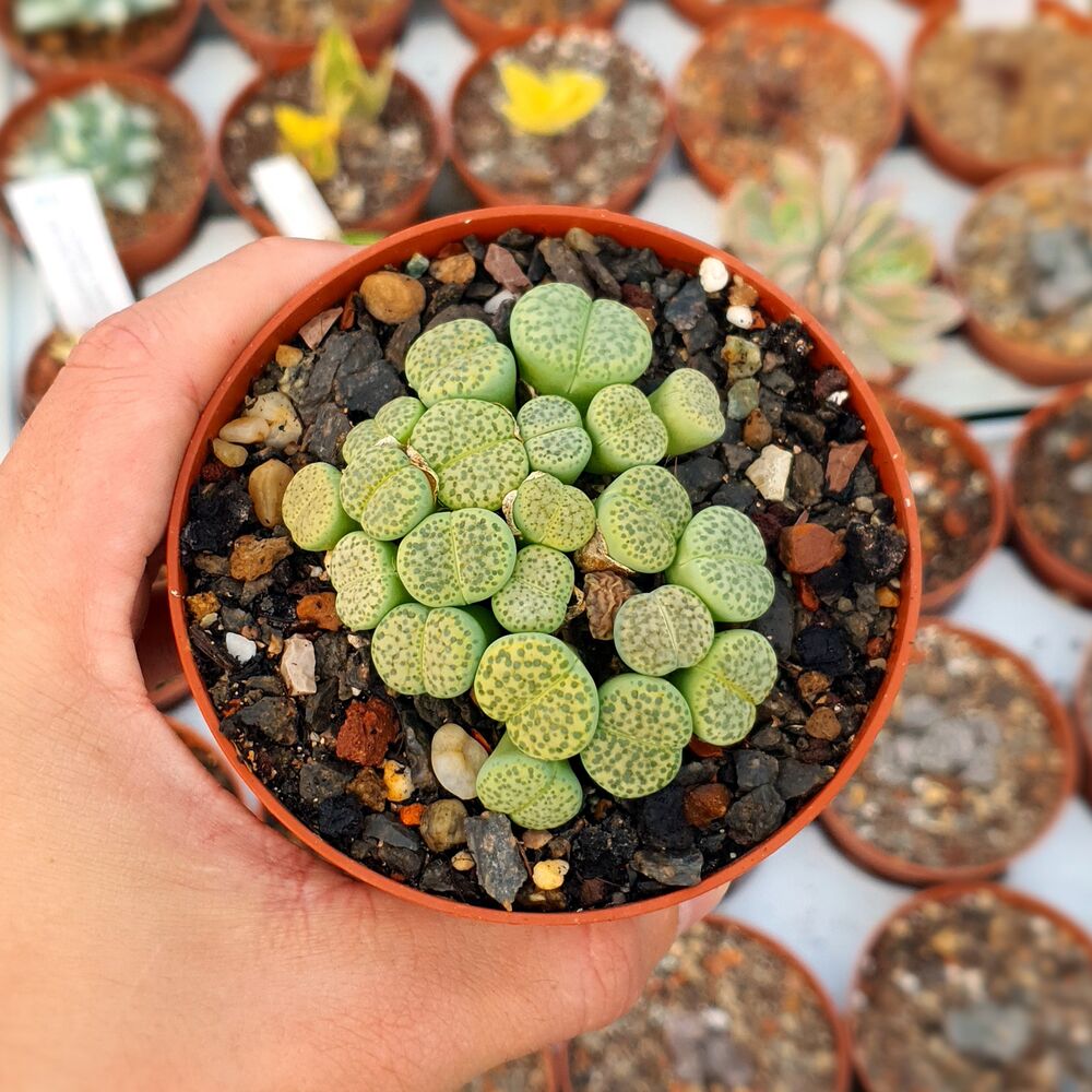 LITHOPS FULVICEPS AUREA C363, image 