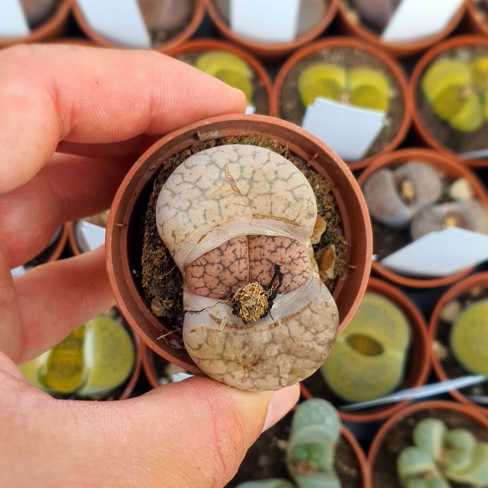 LITHOPS GESINAE V. ANNAE C78, image 