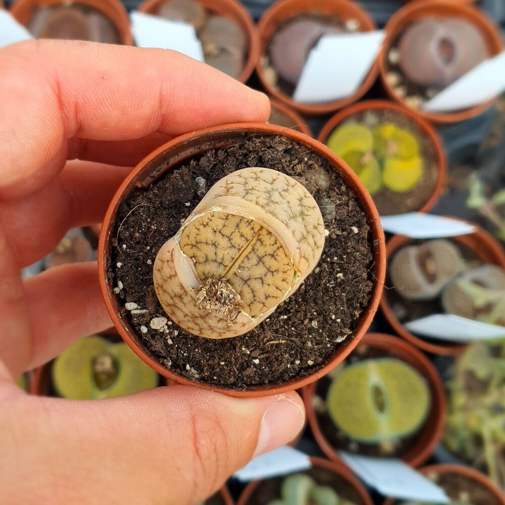 LITHOPS GRACILIDELINEATA SUBS. BRANDBERGENSIS C394, image _ab__is.image_number.default