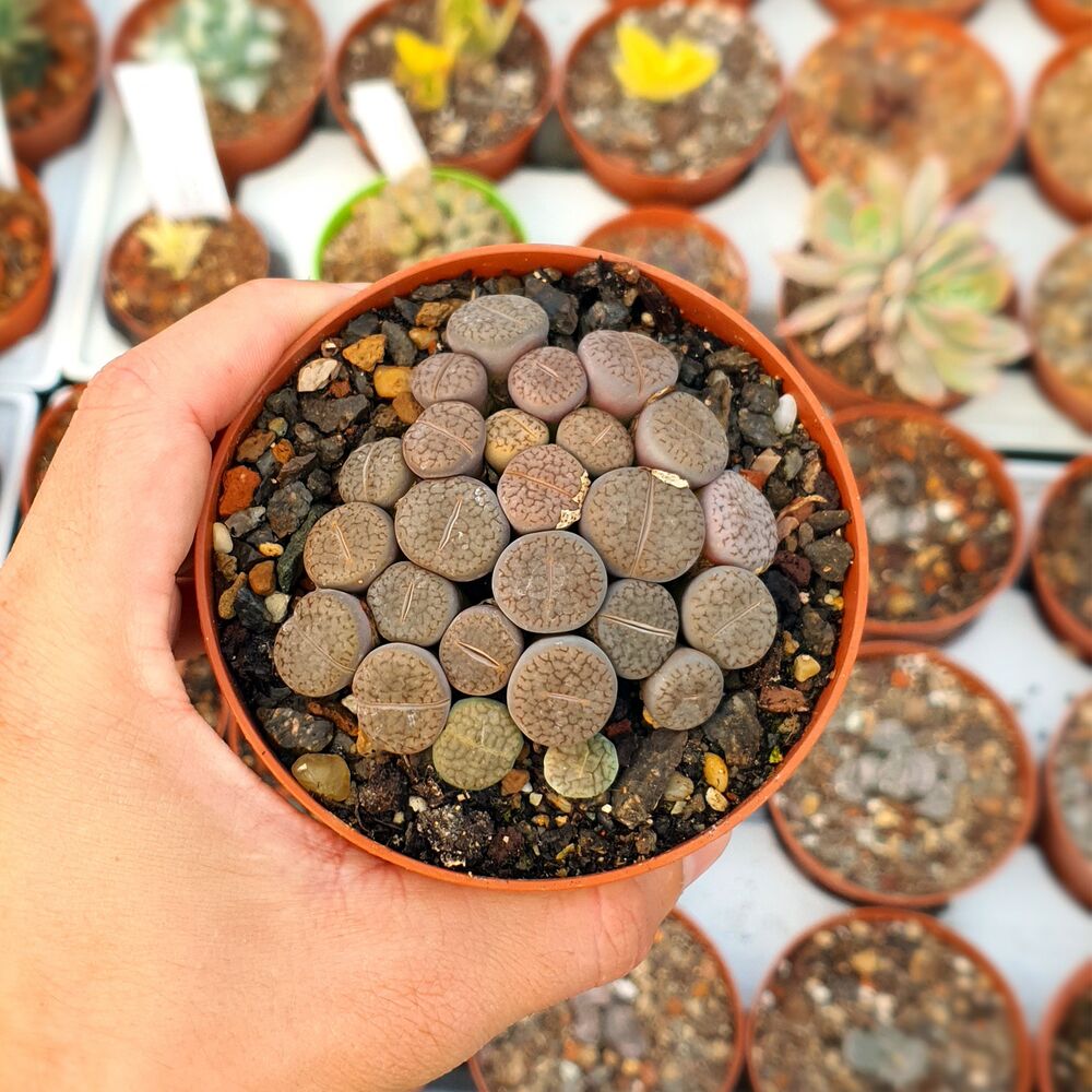 LITHOPS HOOKERI V. MARGINATA, image 