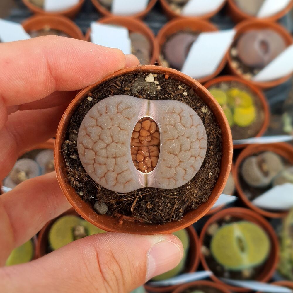 LITHOPS HOOKERI LUTEA C38, image _ab__is.image_number.default