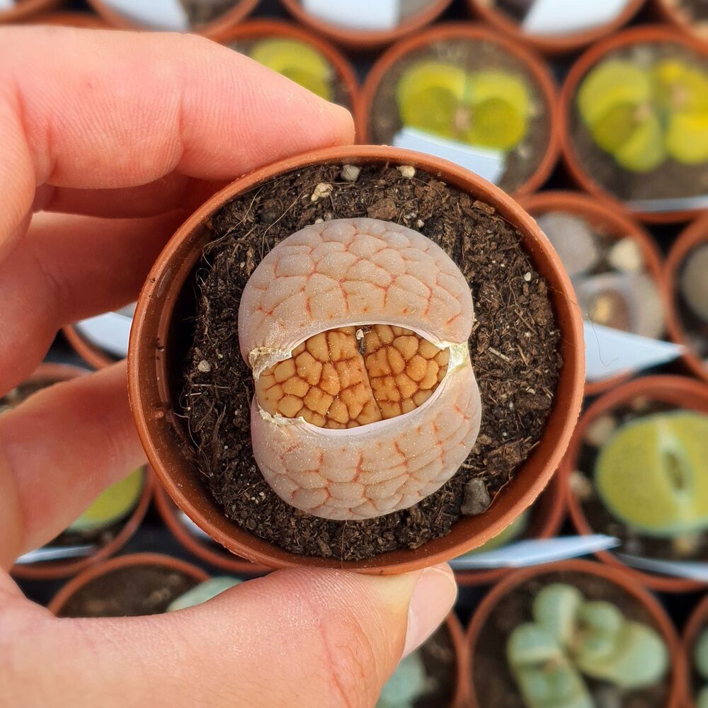 LITHOPS HOOKERI LUTEA C38, image 