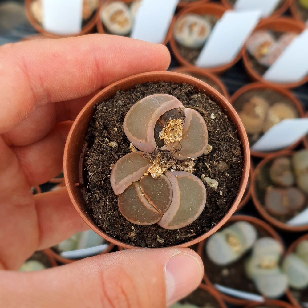 LITHOPS KARASMONTANA BELLA IRONSTONE, image 