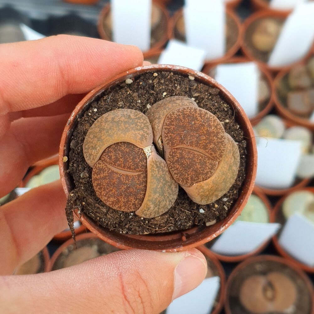 LITHOPS LESLIEI ALBIFLORA C5, image 