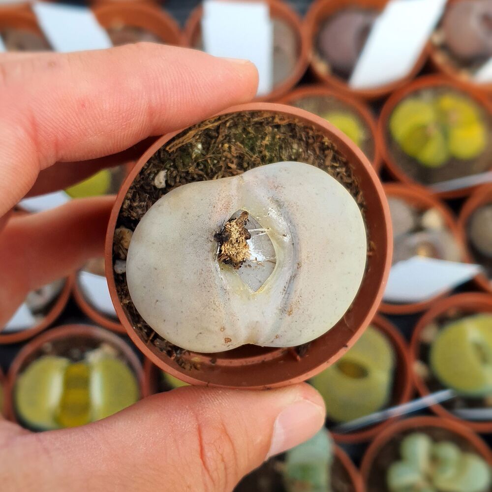 LITHOPS PSEUDOTRUNCATELLA GROENDRAYENSIS C244, image 