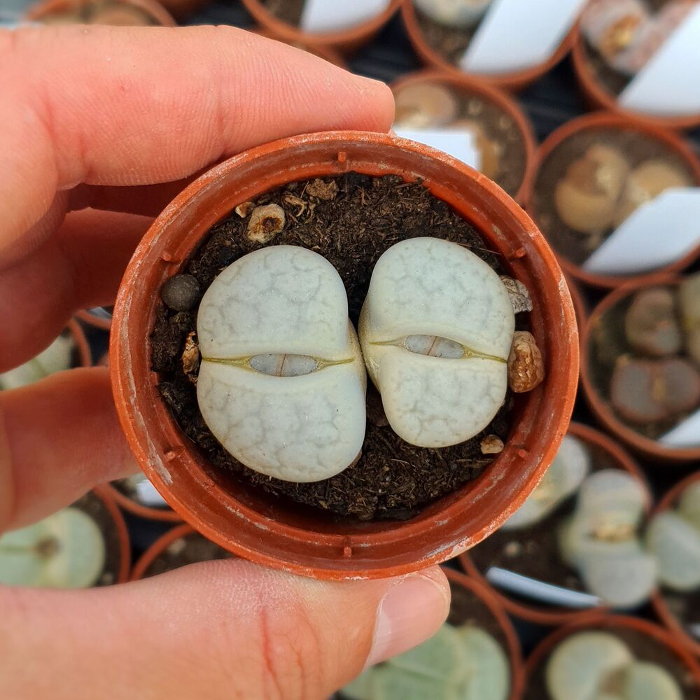 LITHOPS PSEUDOTRUNCATELLA RIEHMARAE C97, image 