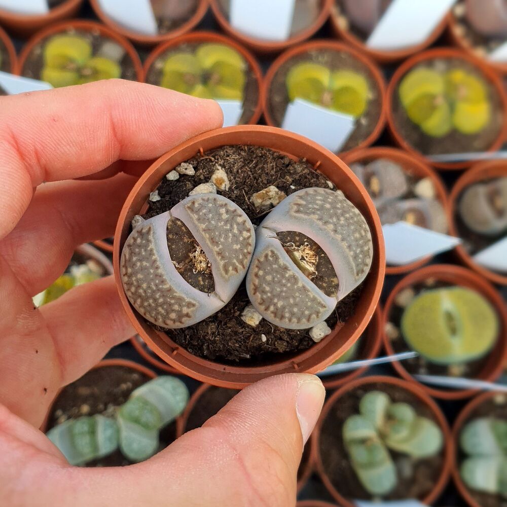 LITHOPS SALICOLA C321, image 
