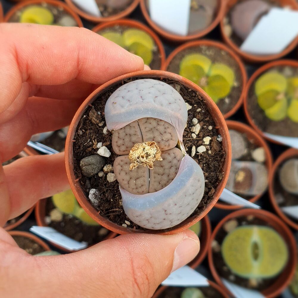 LITHOPS SCHWANTESII V. RUGOSA C192, image 