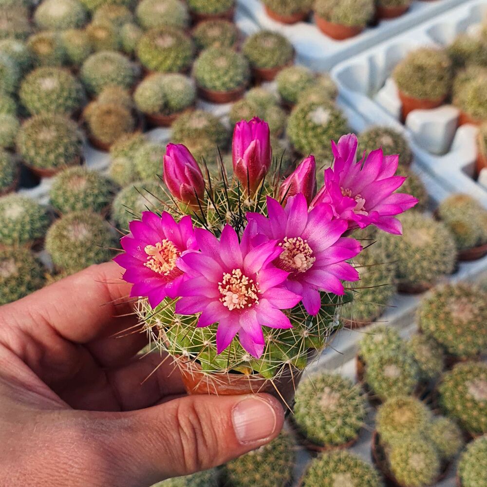 MAMMILLARIA MARIA LUISA, image 