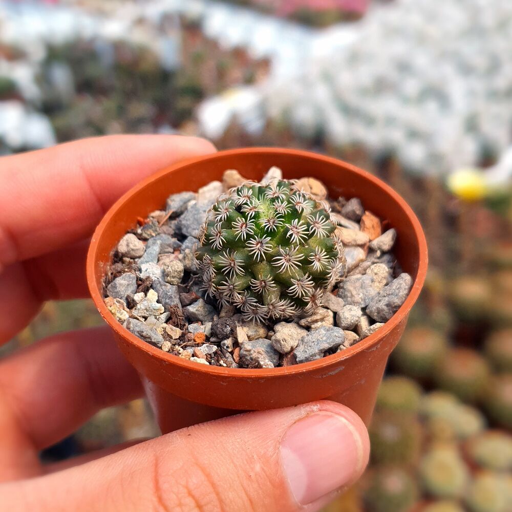 MAMMILLARIA HERNANDEZII, image , 2 image