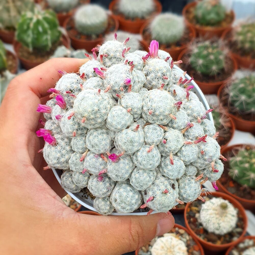 MAMMILLARIA HUMBOLDTII VAR. CAESPITOSA, image 