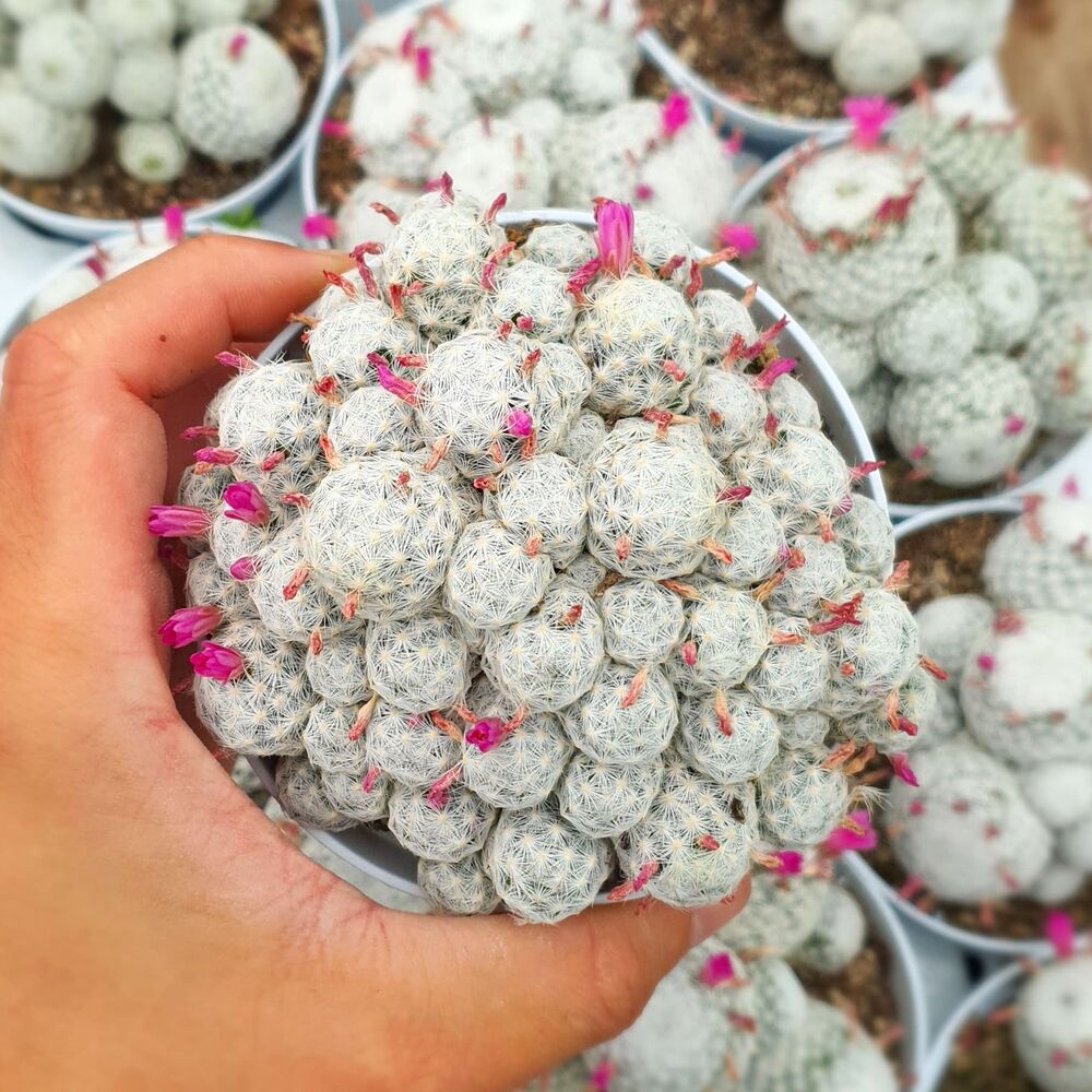 MAMMILLARIA HUMBOLDTII VAR. CAESPITOSA, image _ab__is.image_number.default