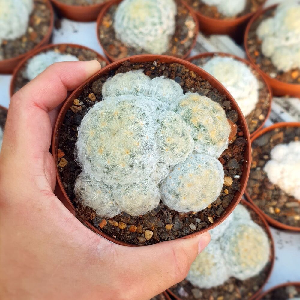 MAMMILLARIA PLUMOSA, image _ab__is.image_number.default