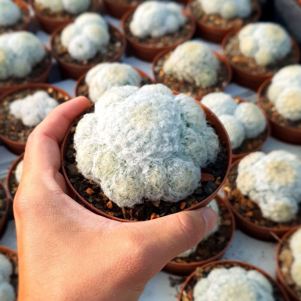 MAMMILLARIA PLUMOSA, image 