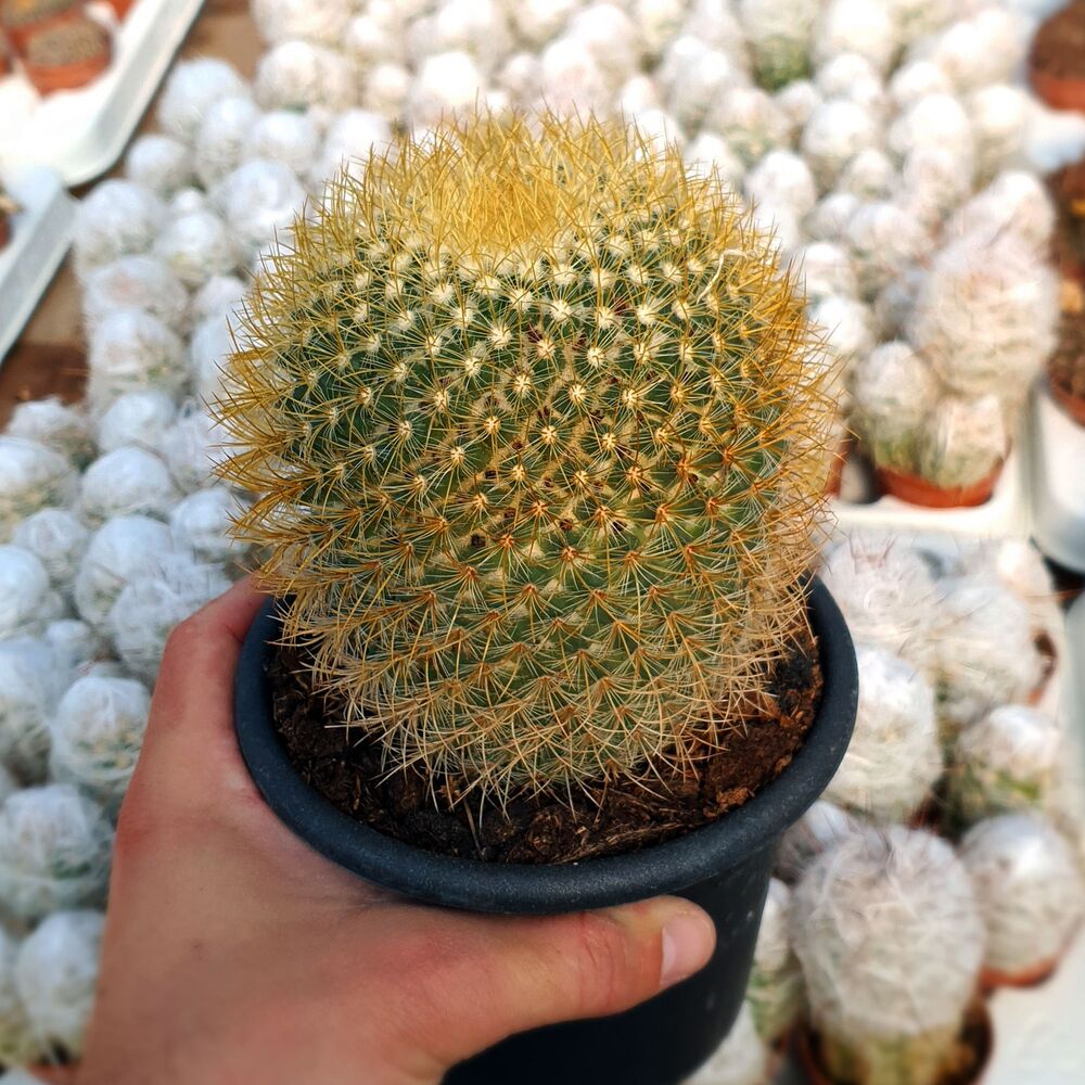 MAMMILLARIA PRINGLEI, image 