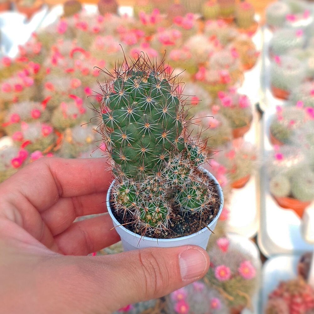 MAMMILLARIA SWINGLEI, image 