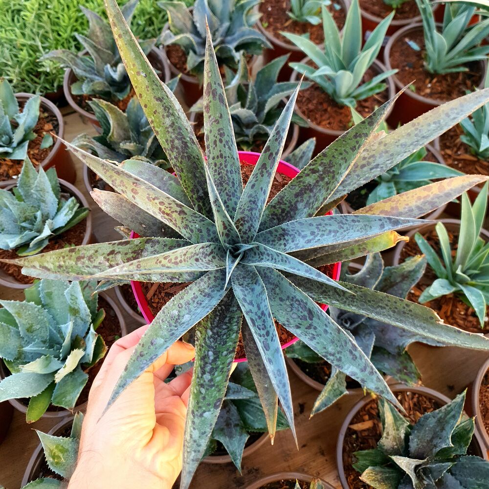 MANGAVE PINEAPPLE EXPRESS, image 