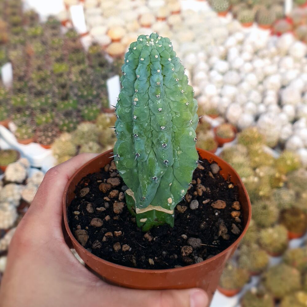 MYRTILLOCACTUS GEOMETRIZANS CV. GLORP, image 