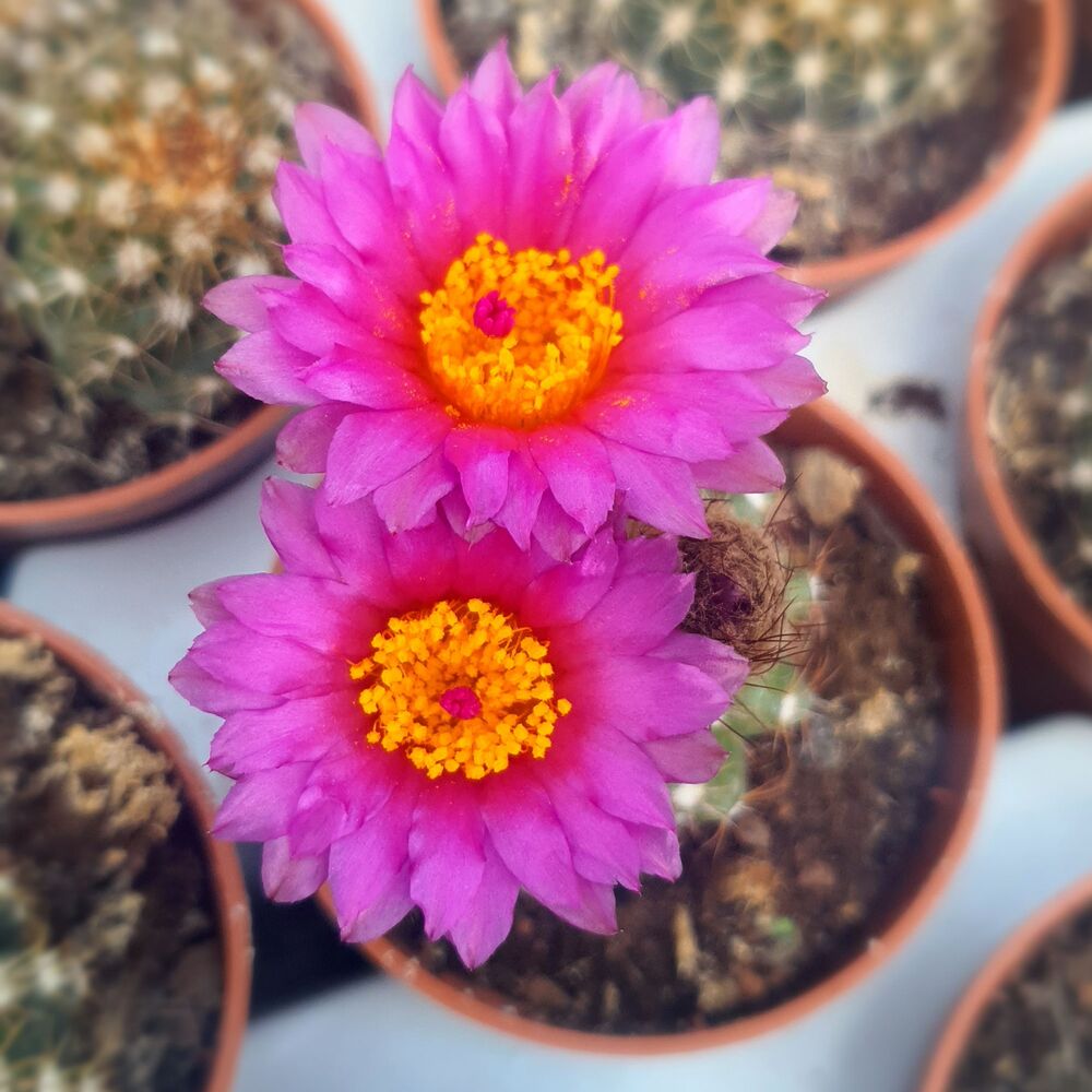NOTOCACTUS UEBELMANNIANUS, image , 2 image