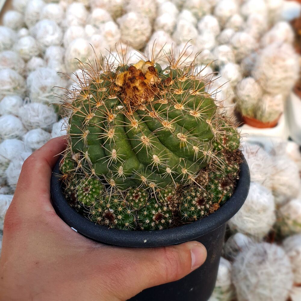 PARODIA MAIRANANA, image 