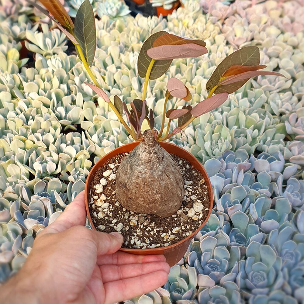 PHYLLANTHUS MIRABILIS, image 