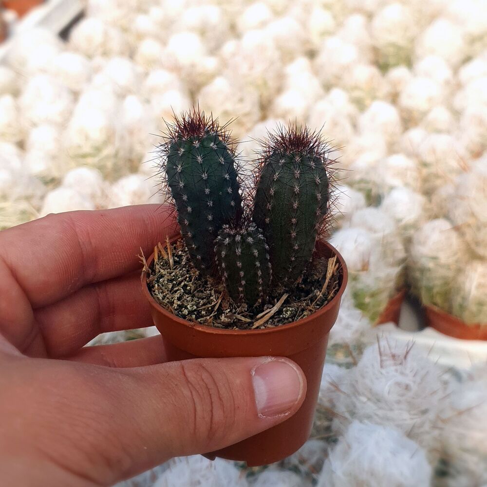 PILOSOCEREUS BRADEI, image 