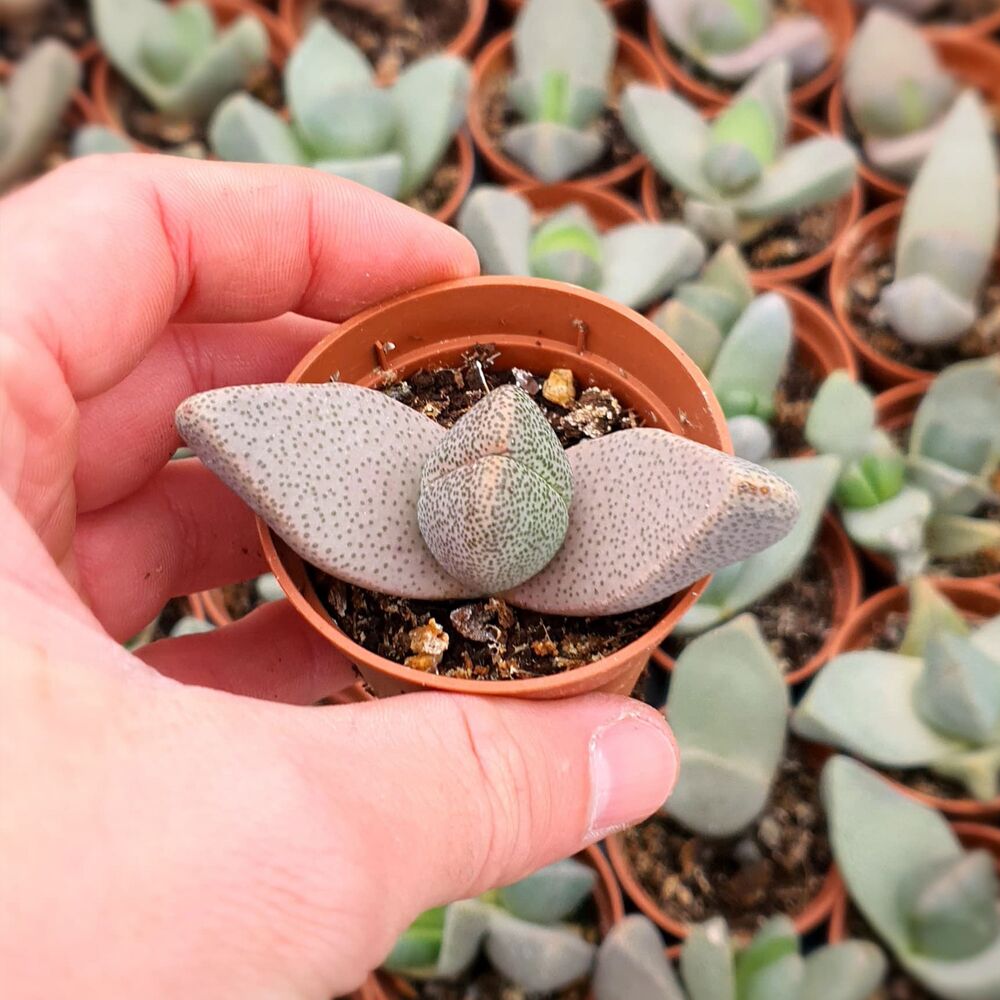 PLEIOSPILOS BOLUSII, image 