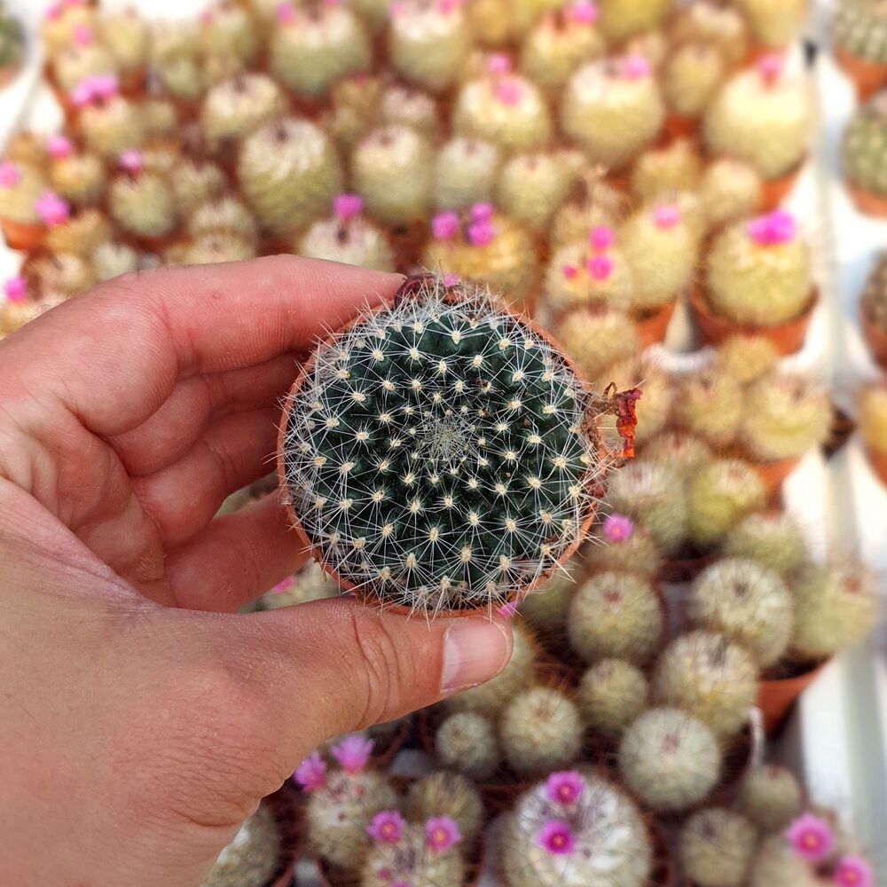 REBUTIA FLAVISTYLA, image 