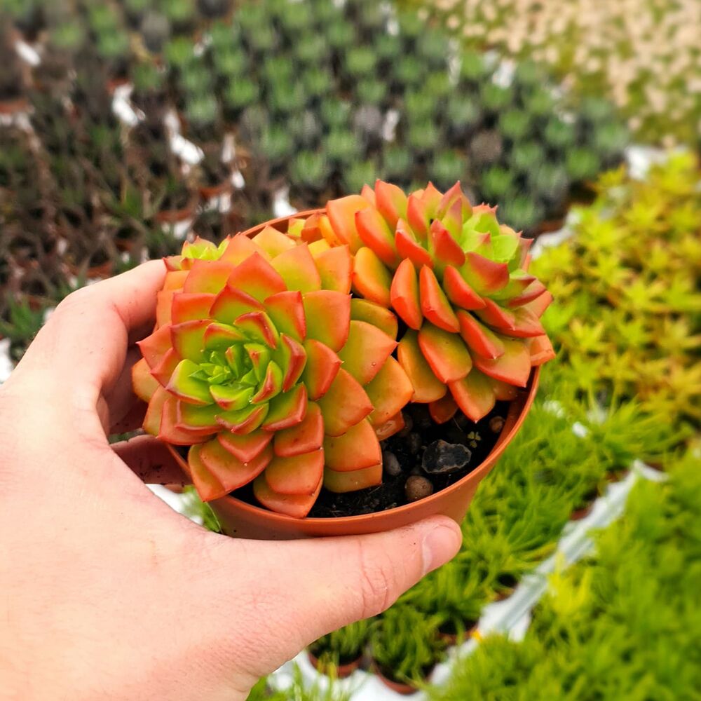 SEDEVERIA LETIZIA, image 